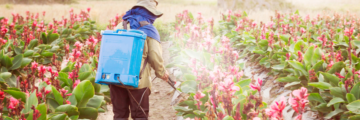 Grower spraying plants